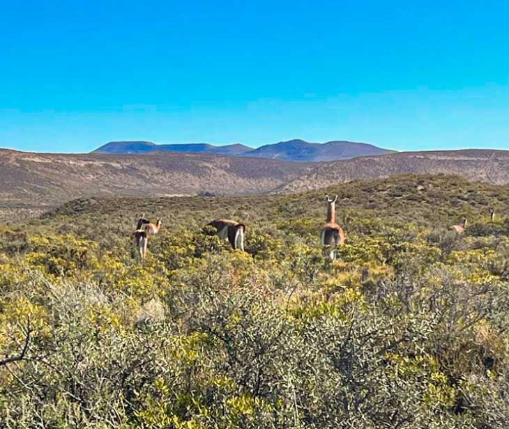 Estancias del Oeste llamas